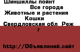 Шиншиллы пойнт ns1133,ny1133. - Все города Животные и растения » Кошки   . Свердловская обл.,Реж г.